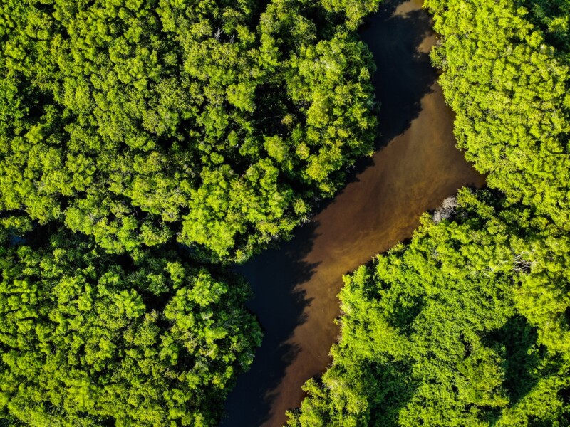 Foto Aérea Da Floresta